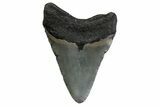 Fossil Megalodon Tooth - North Carolina #377966-1